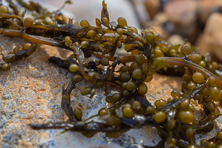 Japanese wireweed