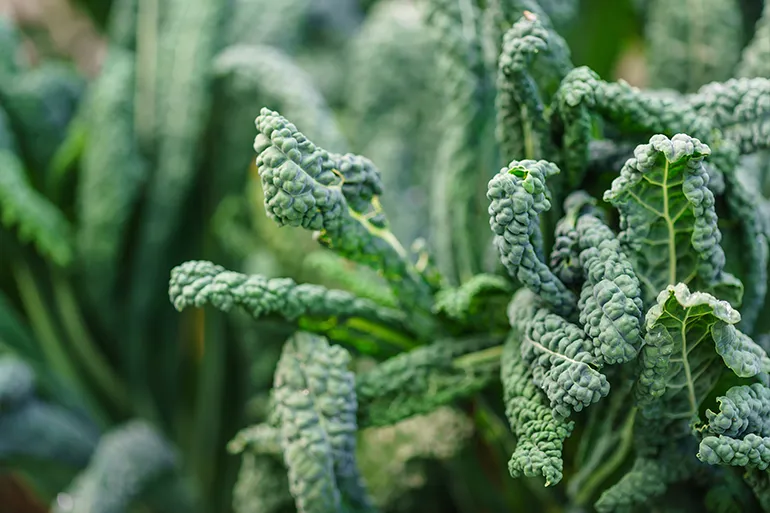 Green vegetables