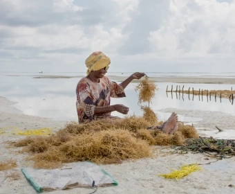Kiki-Streitberger_Seaweed_1607_2.webp
