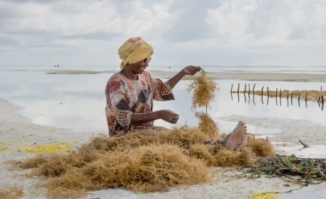 Farming Seaweed Around The World | A Visual Essay 