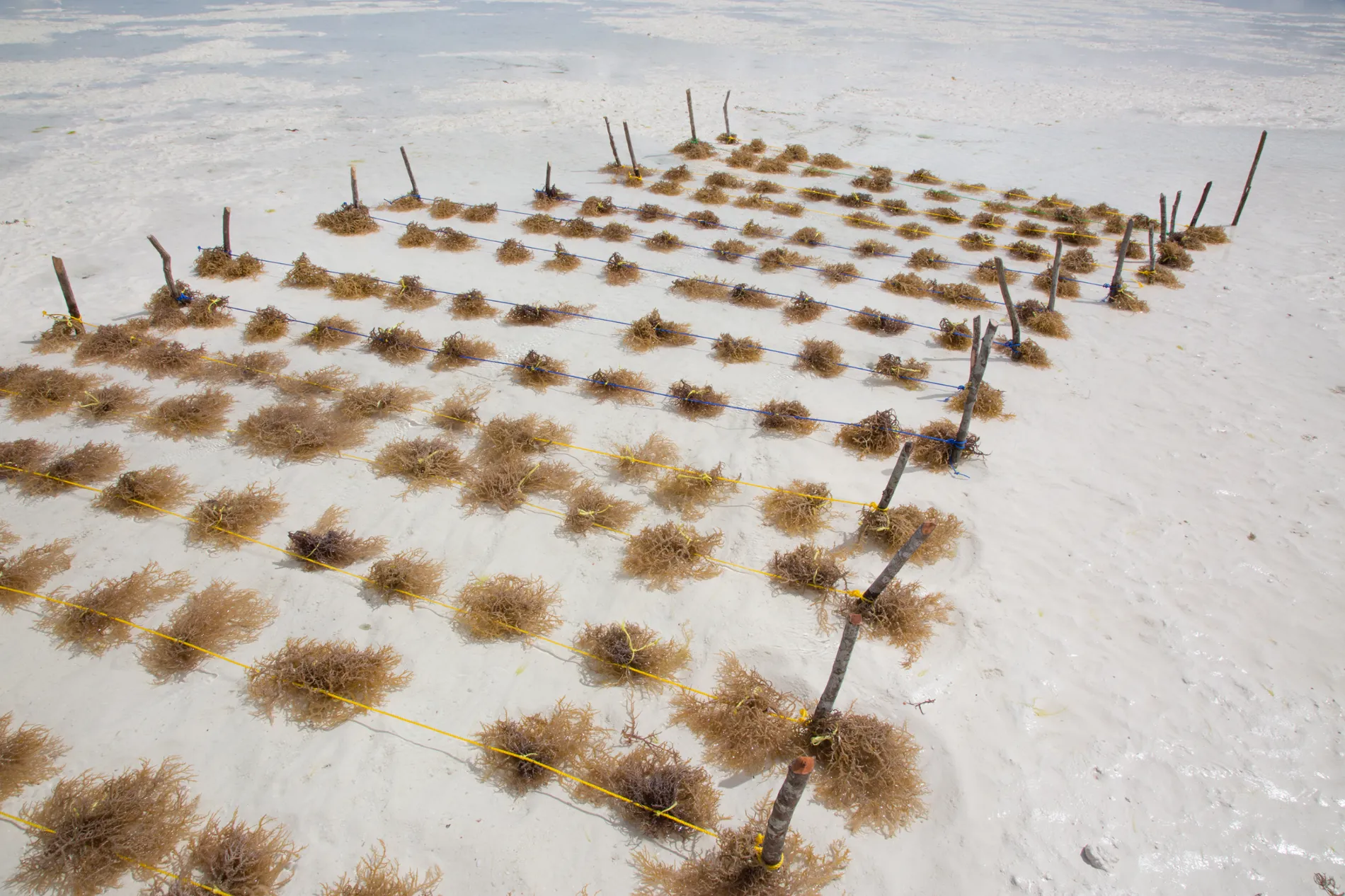 Farming Seaweed