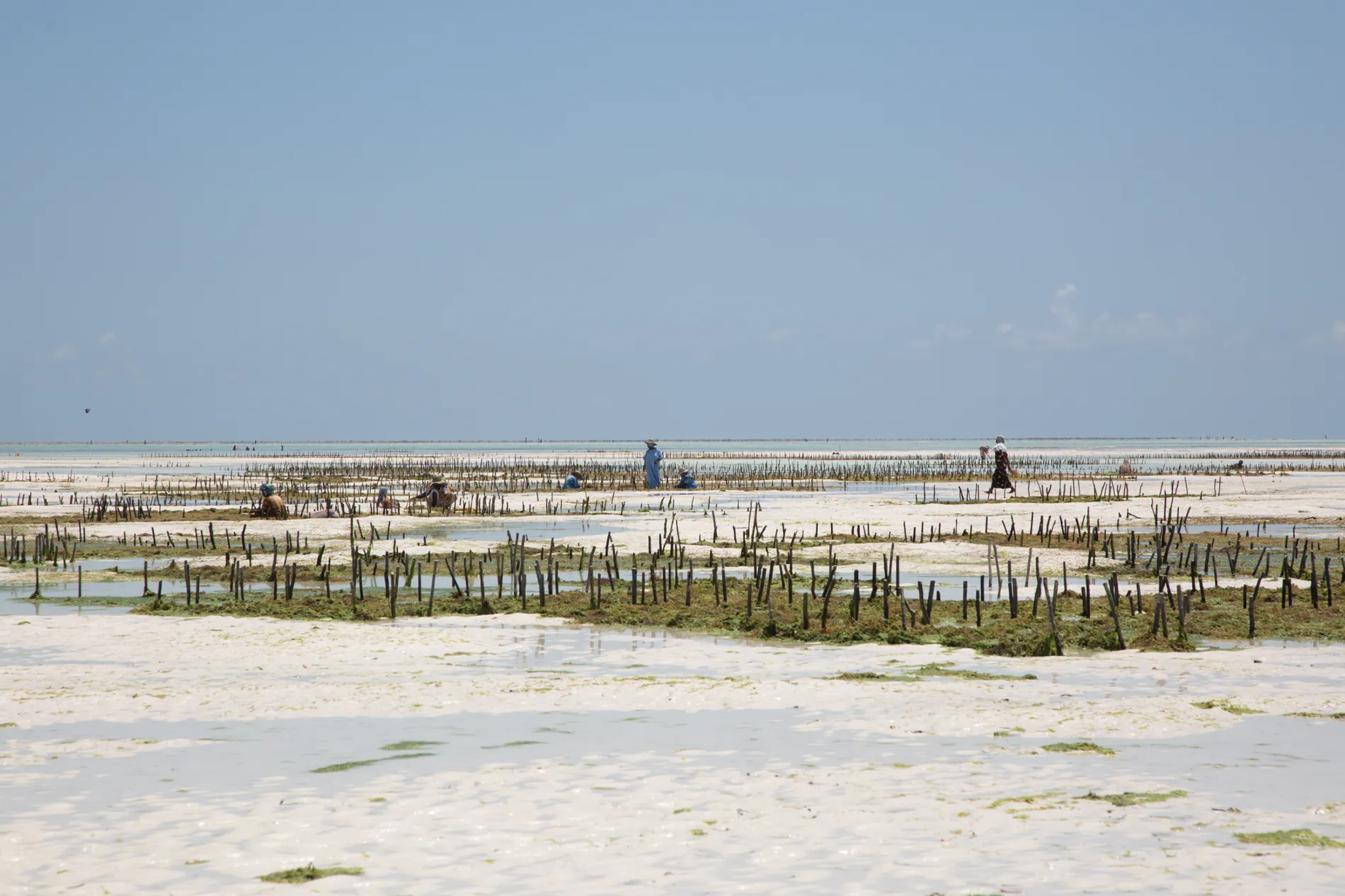 Farming Seaweed