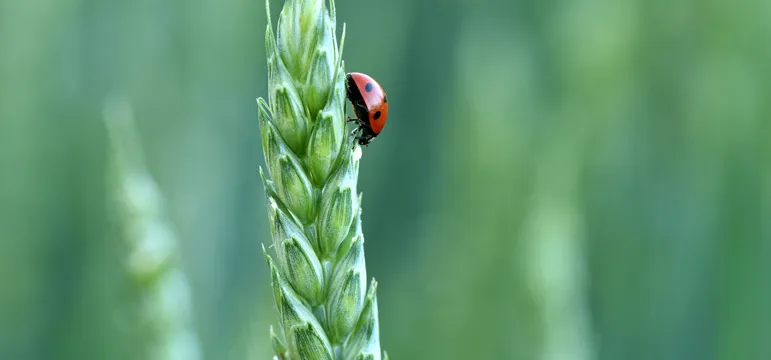 Insect Crop Combat Image 5