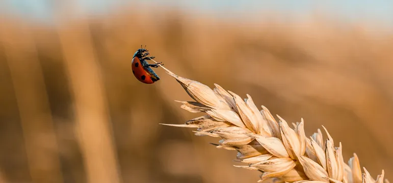 Insect Crop Combat Image 8
