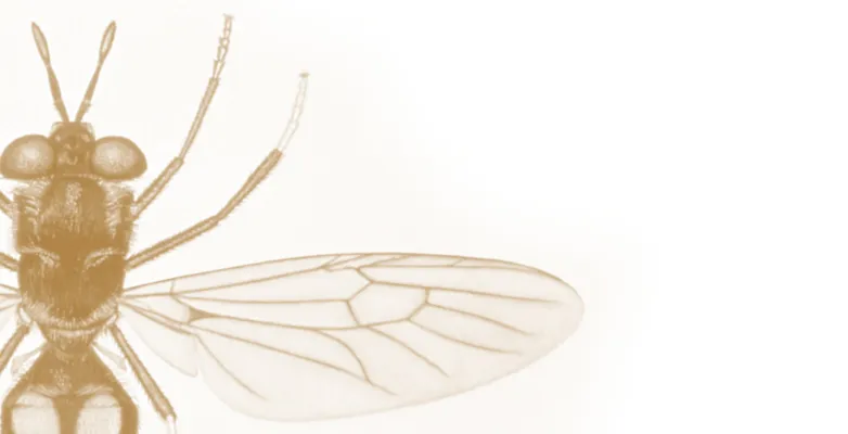Fly