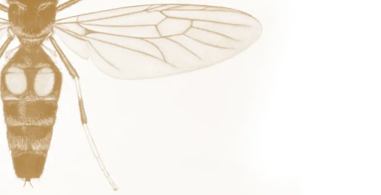 Fly