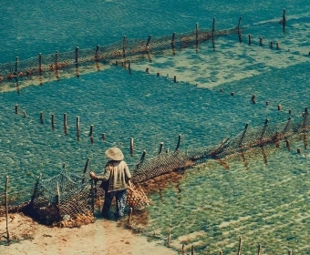 Farming The Food Chain | Low Trophic Aquaculture
