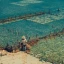 Low-trophic-Aquaculture_Thumb.webp