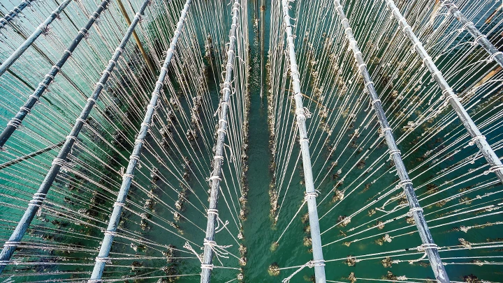 Fish farming