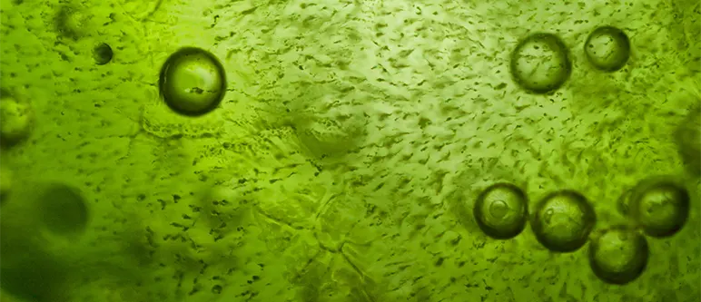 algae