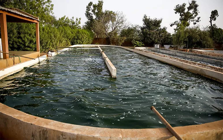 grow Algae