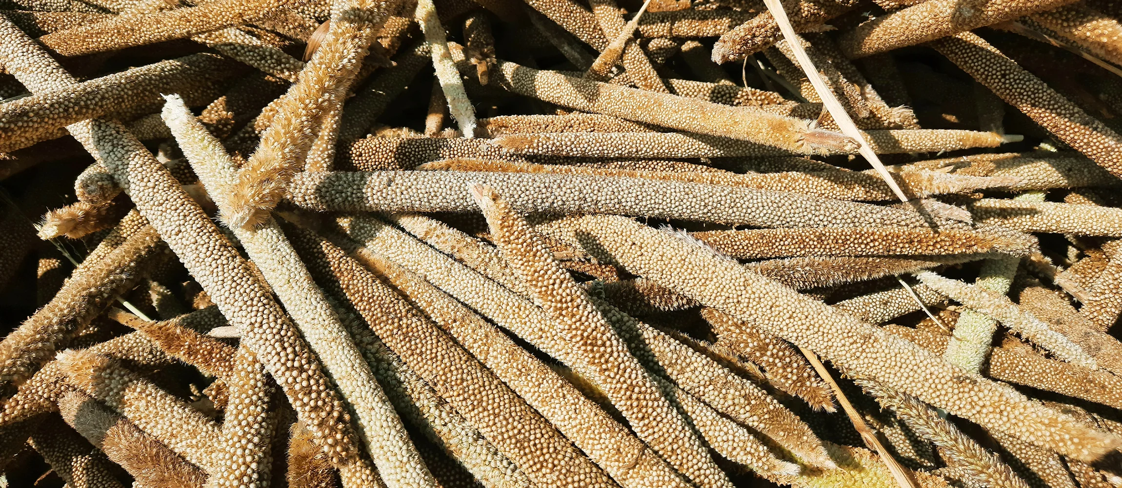 Unprocessed pearl millet.