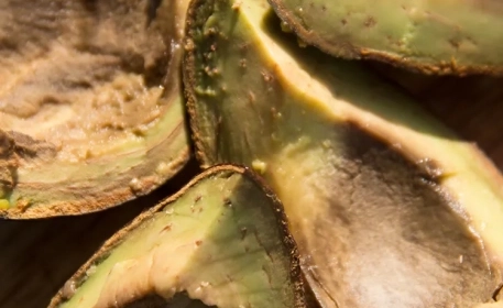 Der Lebenszyklus von Avocados und Lebensmittelverschwendung