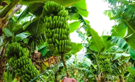 Bananenplantagen | Drei nachhaltige Verfahren