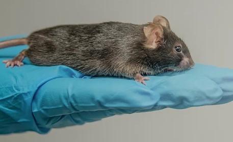Lebensmitteltests an Tieren | Fragt den Experten