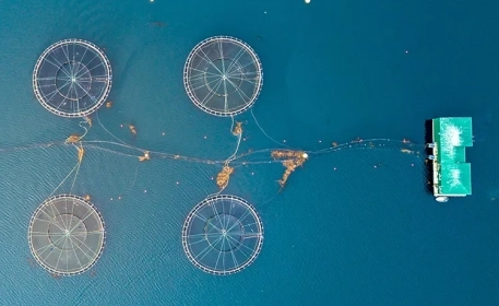 Digitalisierung: Besseres  Aquakultur- und Fischereimanagement