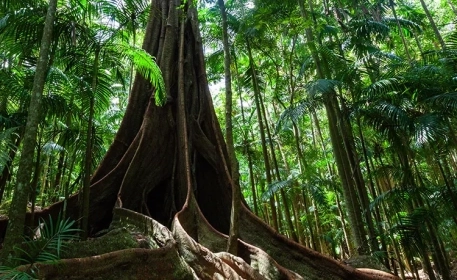 Wie Feigenbäume Wälder wieder aufforsten und die Biodiversität unterstützen