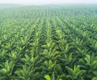 Probleme mit Palmöl|Die wahren Kosten der Produktion