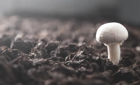 Cultivo y procesado de setas | Pregunta al experto