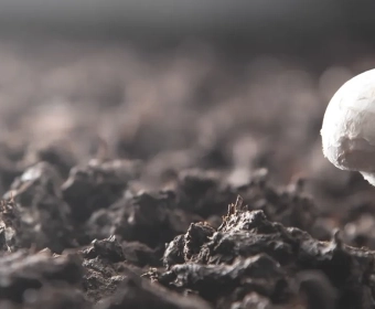 mushroom-farming-header.webp