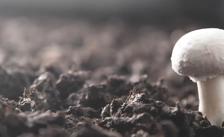 Mushroom Farming & Processing | Ask The Expert
