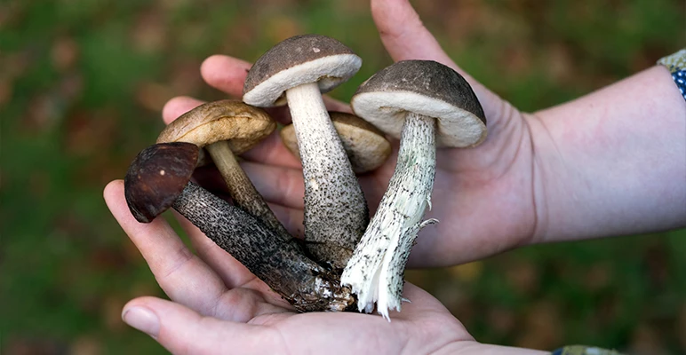 fungi