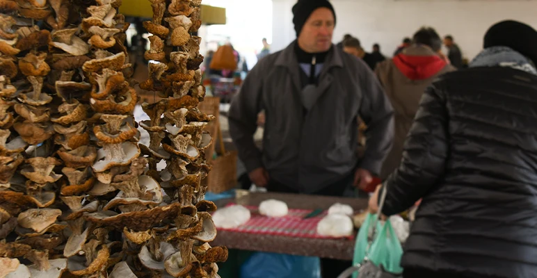 fungi