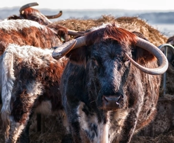 Native_Livestock_Breeds_banner.webp
