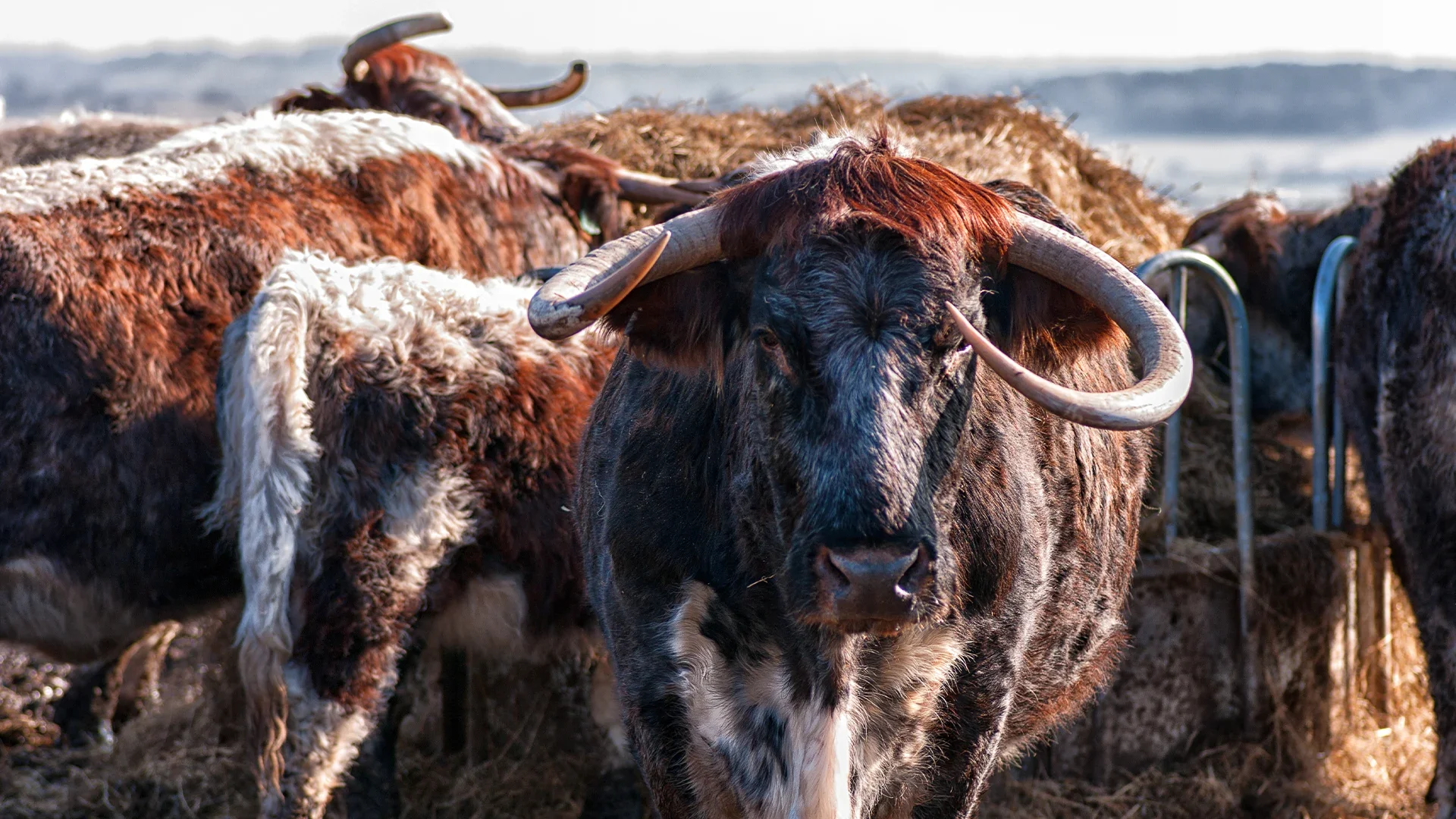 Native_Livestock_Breeds_banner.webp