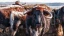 Native_Livestock_Breeds_banner.webp