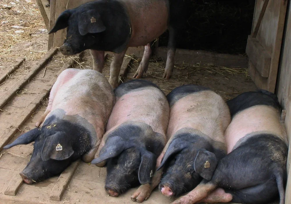 Schwäbisch-Hall pigs.