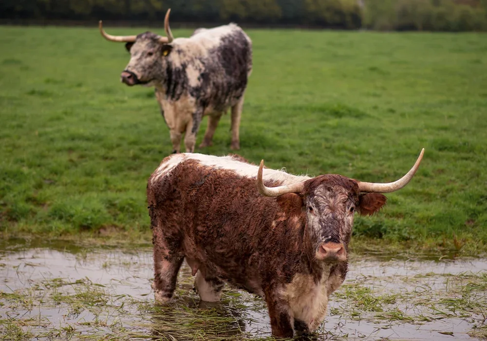 English Longhorn cattle.