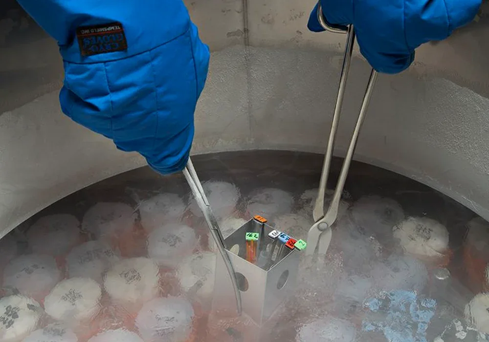 Livestock germplasm being frozen in liquid nitrogen.