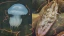 novel_foods_BANNER.webp