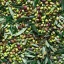 Oliveolive_Asktheexpert_Article_Thumb.webp