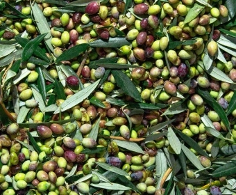Oliveolive_Asktheexpert_Article_Thumb.webp