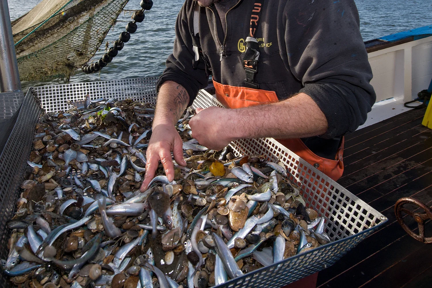 A fisherman  sorts out the bycatch from shrimp fishing in the North Sea