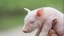 piglet.webp