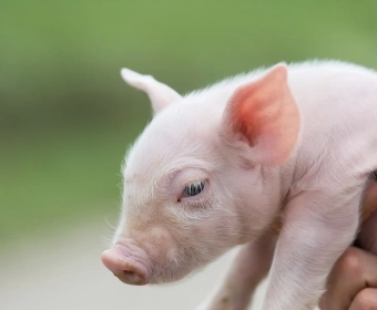 piglet.webp