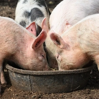 ¿Pueden los cerdos ayudar a reducir el desperdicio de alimentos?