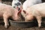 pigs-food-waste-category.webp
