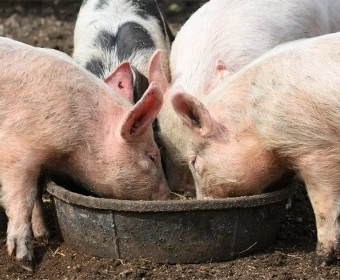 pigs-food-waste-category.webp
