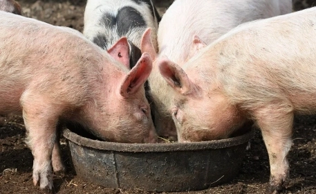Can Pigs Help Reduce Food Waste?