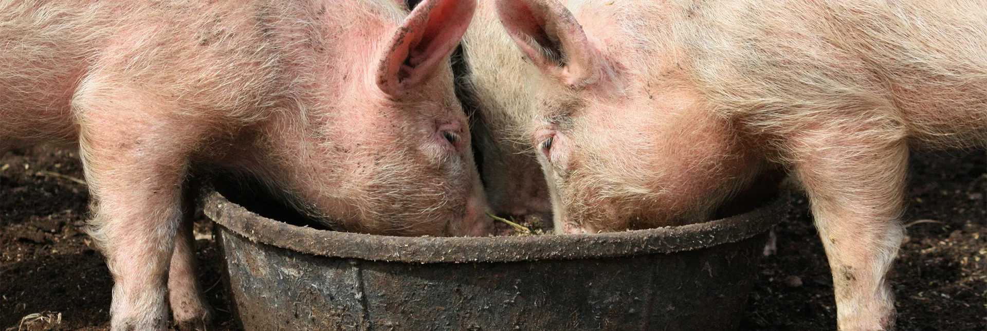 pigs-food-waste-header.webp