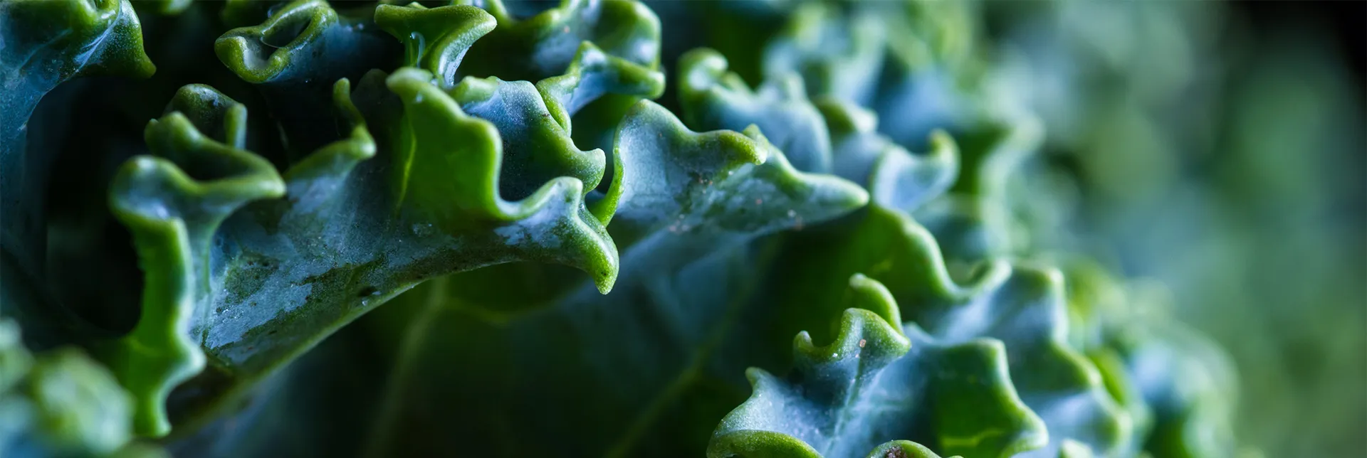 plant-based-calcium-sources-header.webp