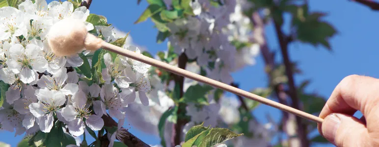 hand pollination