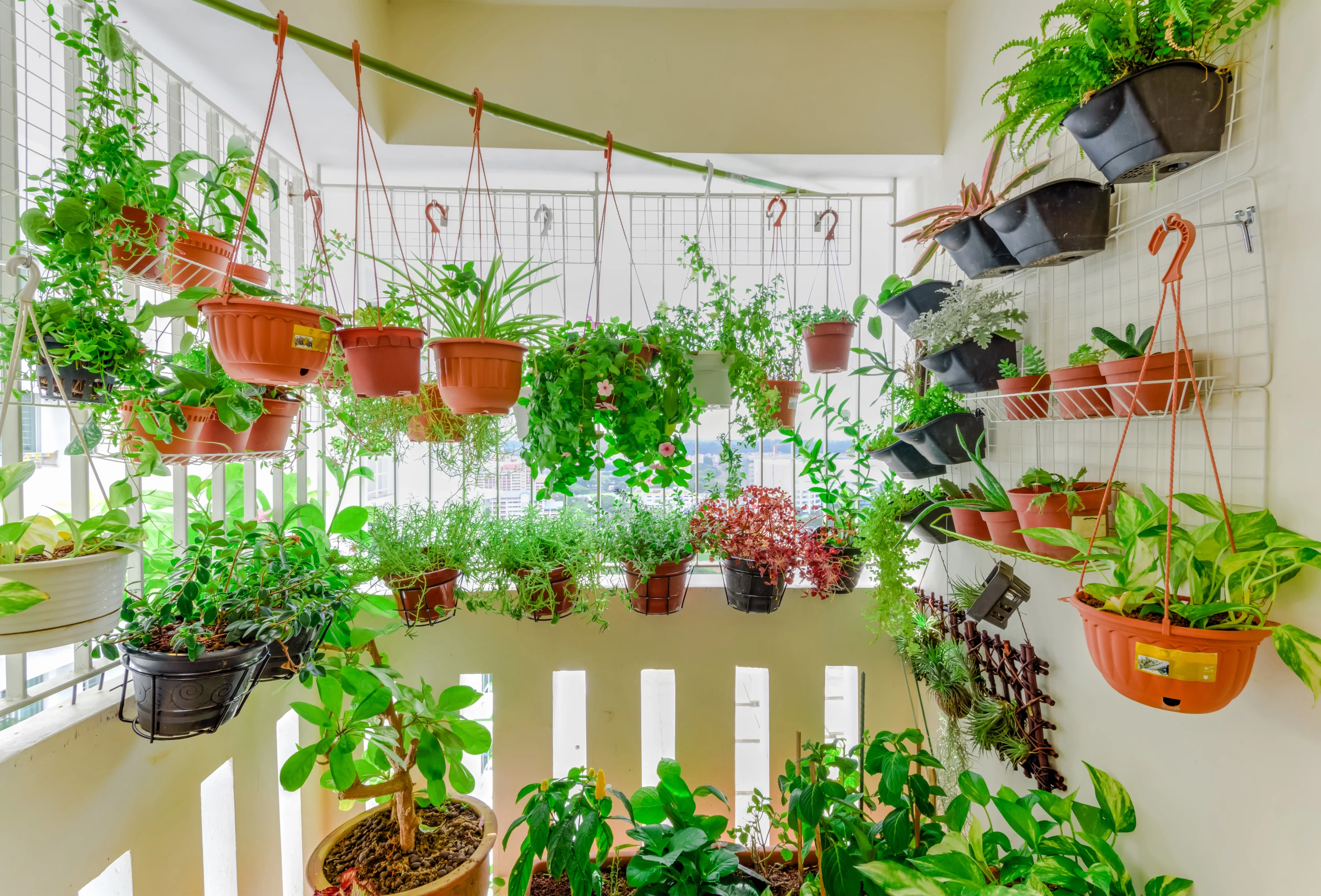 Growing your own edible flowers