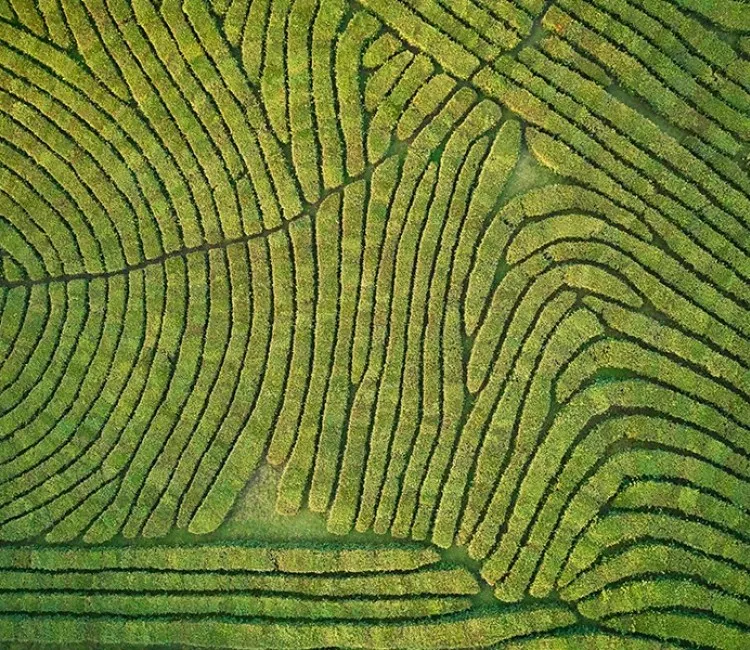 Agricultura de precisión: ¿Funciona?