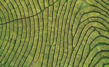 Agricultura de precisión: ¿Funciona?