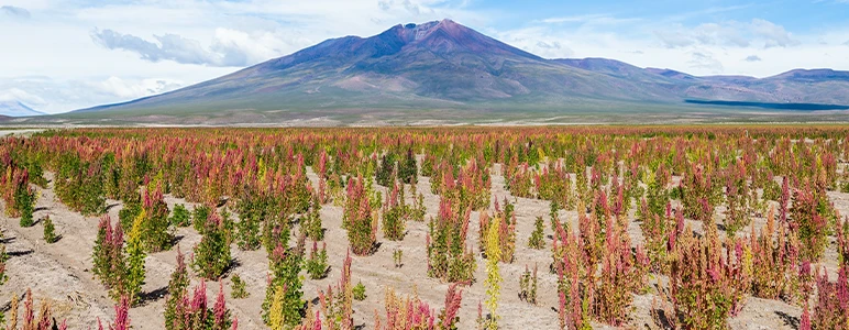 quinoa